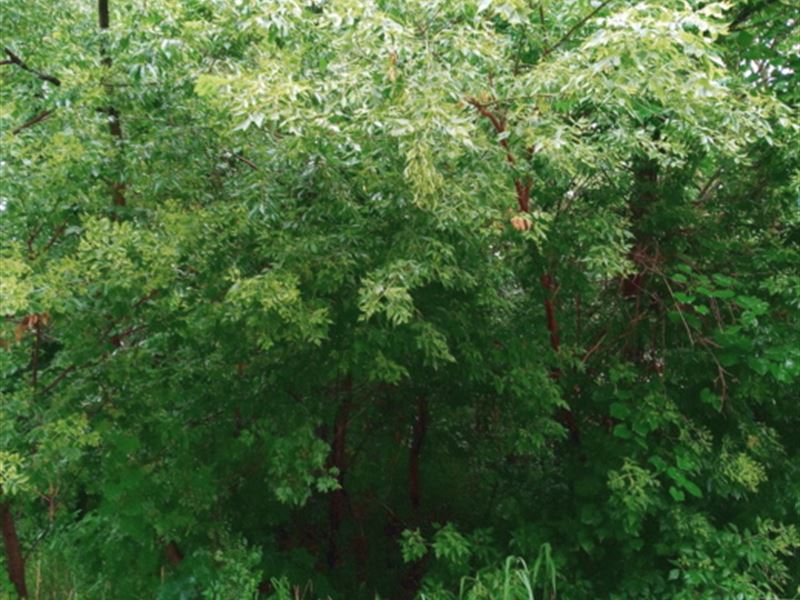 .22 Acre Lot Near Lake Michigan : Portage : Porter County : Indiana