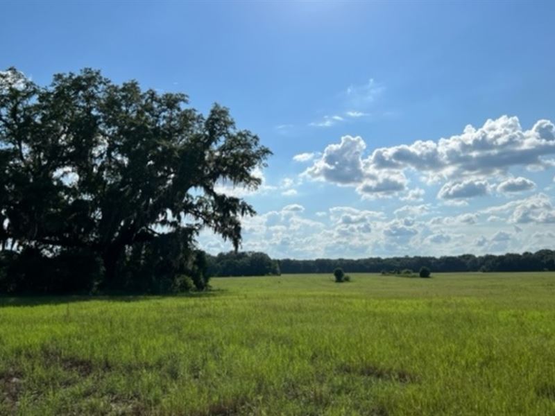 Cleared Suwannee County Land : Live Oak : Suwannee County : Florida