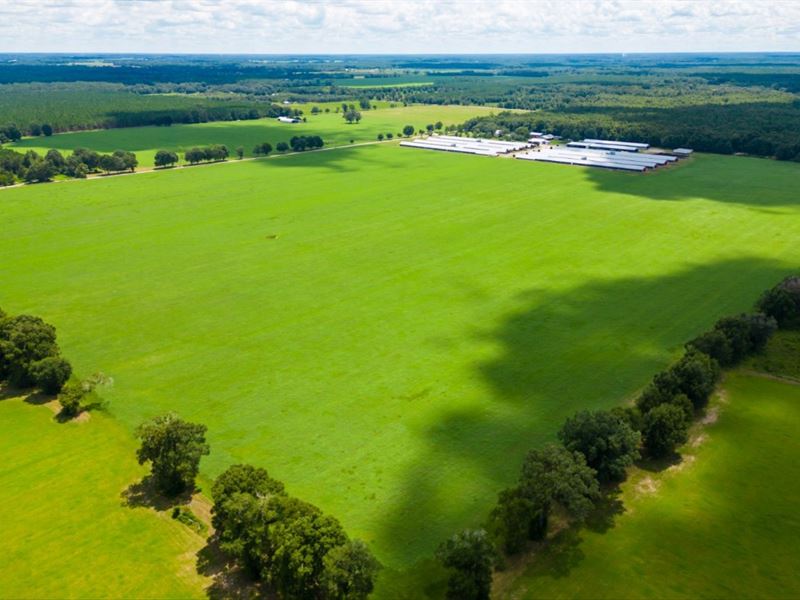 Large Farm Tract : Live Oak : Suwannee County : Florida