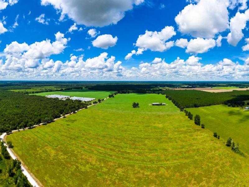 Nearly 100 Acres of Pasture : Live Oak : Suwannee County : Florida