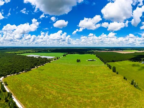 Nearly 100 Acres of Pasture : Live Oak : Suwannee County : Florida
