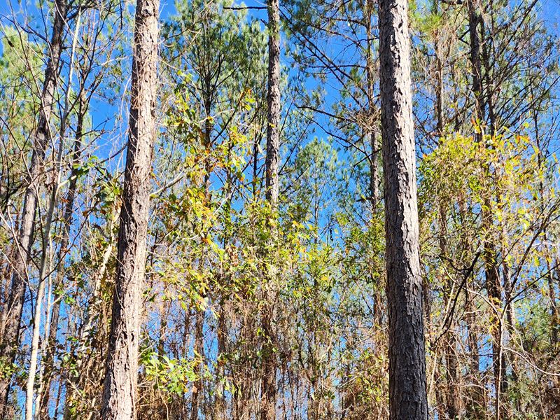 Stinking Creek North : Glenwood : Coffee County : Alabama