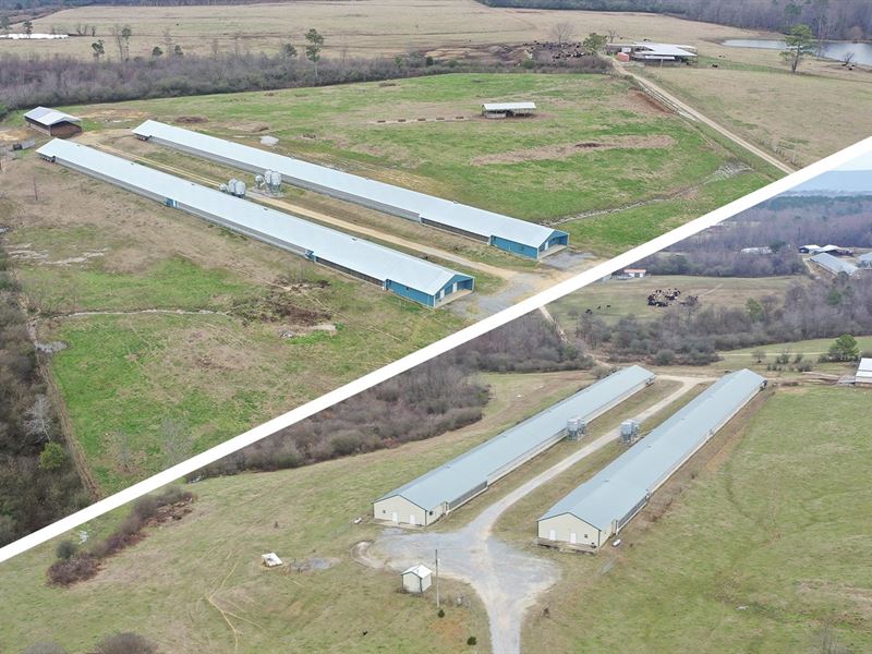 Persimmons Creek Breeder Farm : Fort Payne : Dekalb County : Alabama