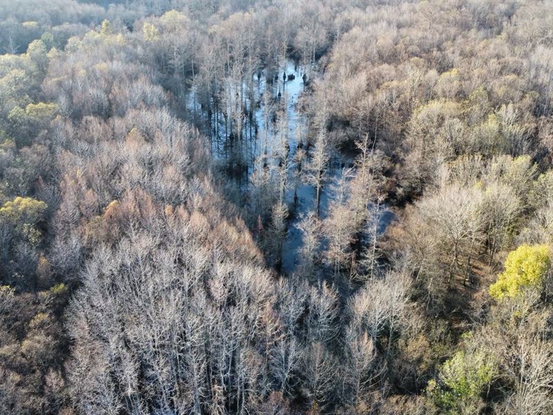 Hatchie River Hunting Land : Bolivar : Hardeman County : Tennessee