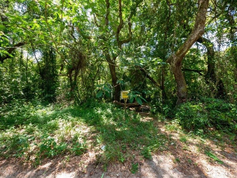 It is 0.36 Acre of Dirt and Trees : Umatilla : Marion County : Florida