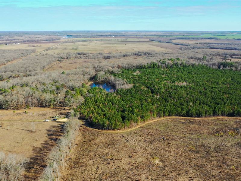 Hunting Land for Sale in NE TX : Bagwell : Red River County : Texas