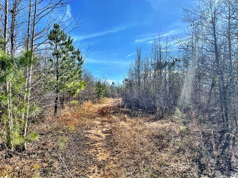 Excellent High Ground Hunting Tract : Toomsboro : Wilkinson County : Georgia