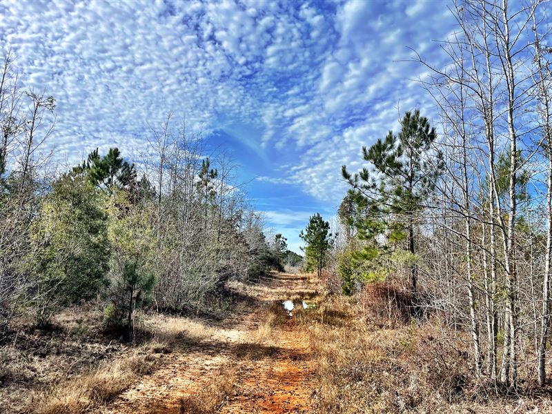 Excellent High Ground Hunting Tract : Toomsboro : Wilkinson County : Georgia