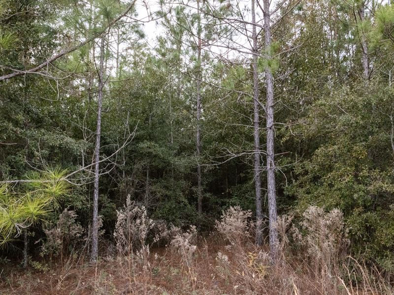 Wooded Acreage in O'brien, FL : O'brien : Suwannee County : Florida