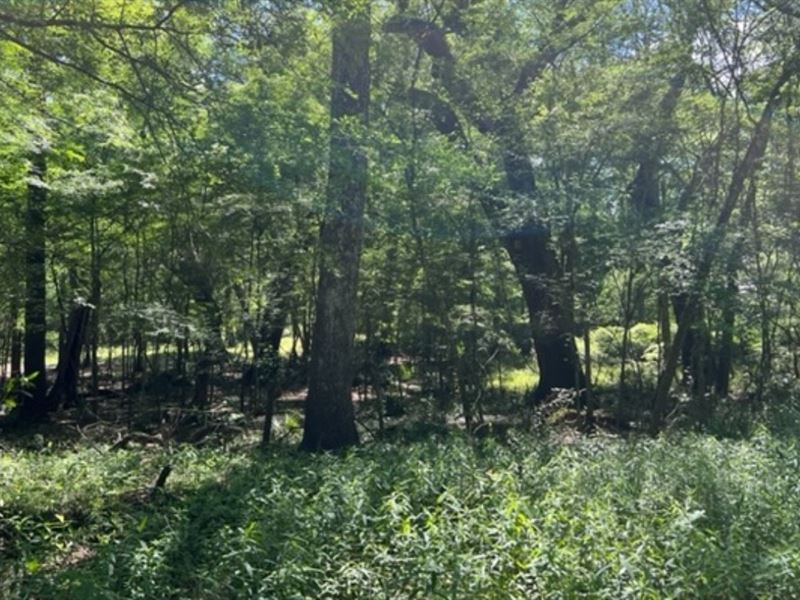 Lot Near Little River Springs : O'brien : Suwannee County : Florida