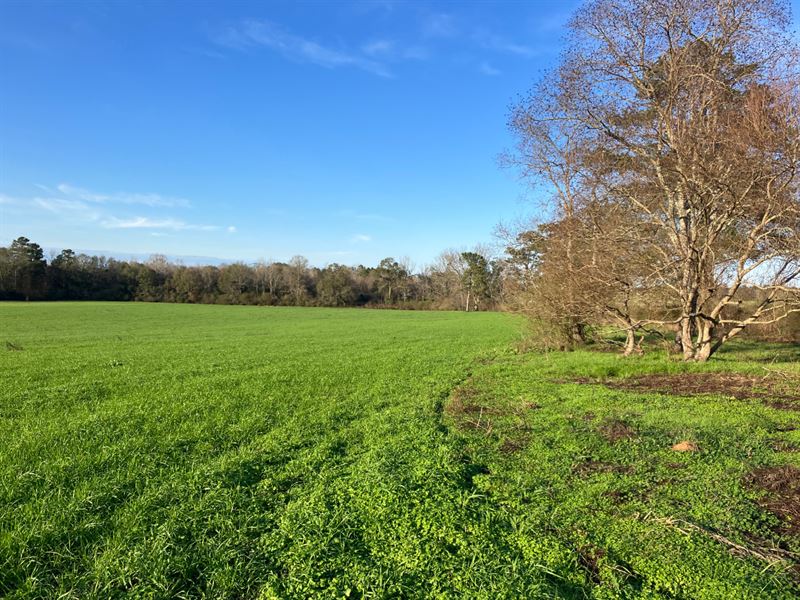 Walthall Farmland : Jayess : Walthall County : Mississippi