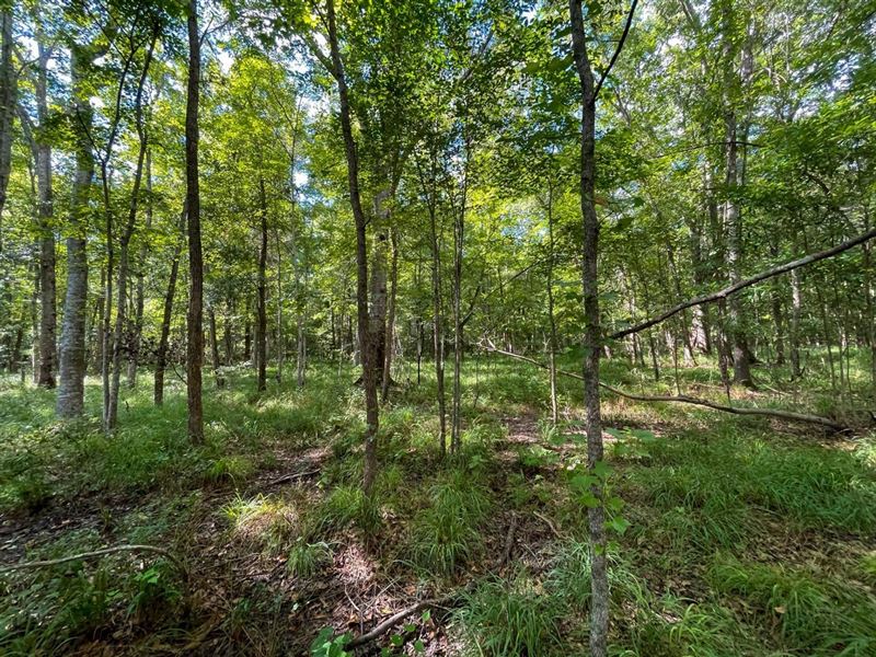 155 Acres of Gorgeous Timber in Bul : Union Springs : Bullock County : Alabama