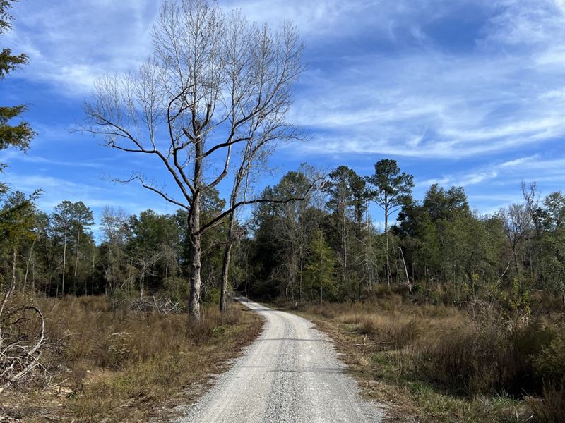 15 Ac Adjoining Natl Forest : Brent : Bibb County : Alabama