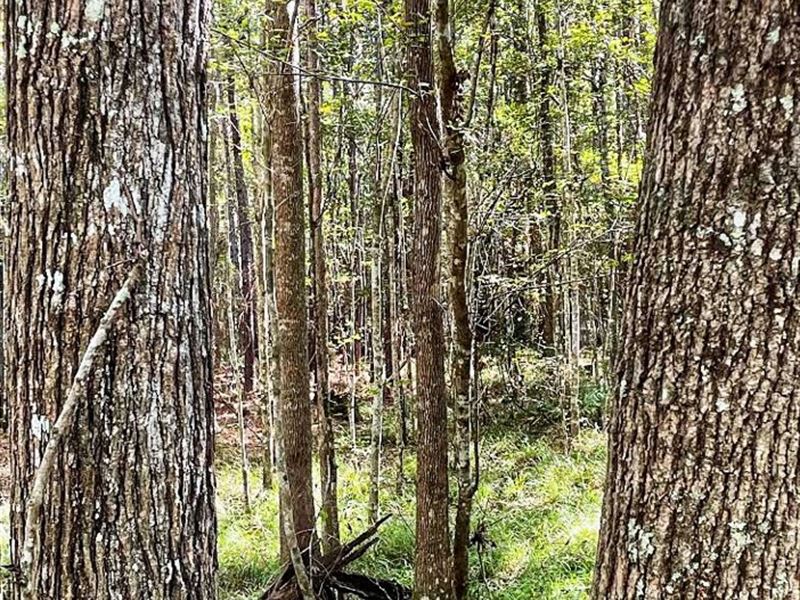 Reduced Coastal Woodlands Tract : Midway : Liberty County : Georgia