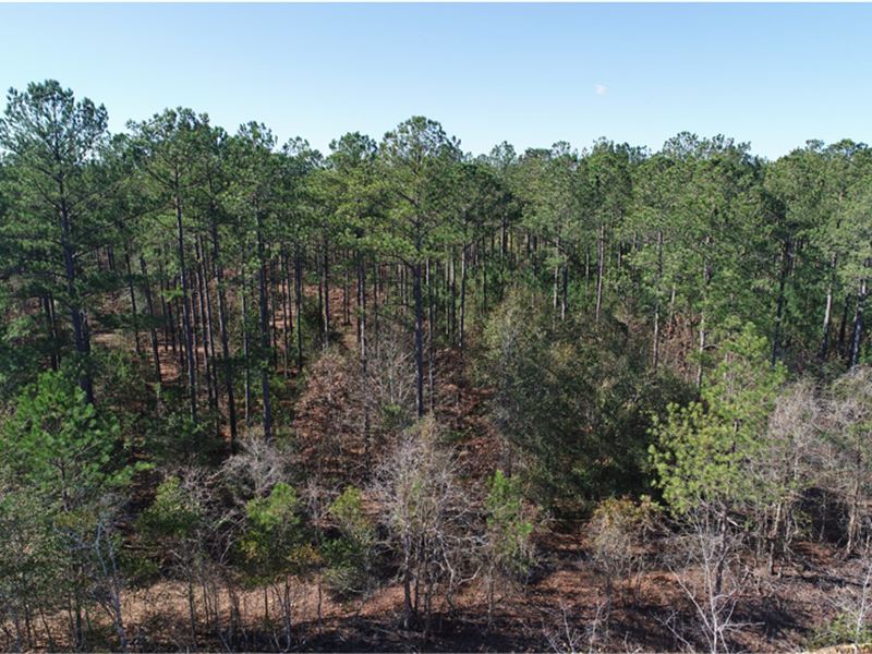 Price Reduced, 21.69 Acres Wooded : Butler : Taylor County : Georgia