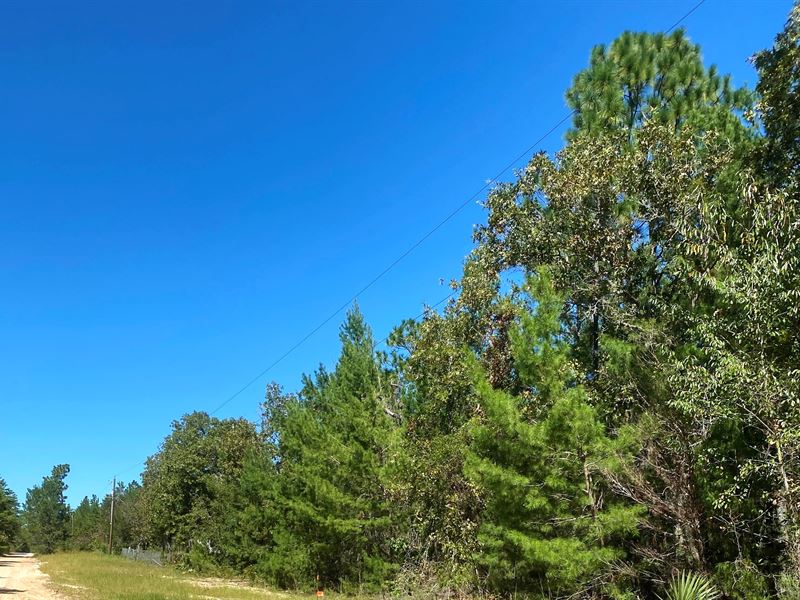 Beautiful Lot with Trees, Near Lake : Palatka : Putnam County : Florida