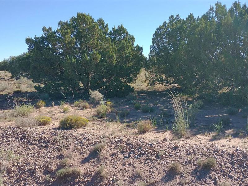 Paradise Awaits, 1.12 Acres : Snowflake : Navajo County : Arizona