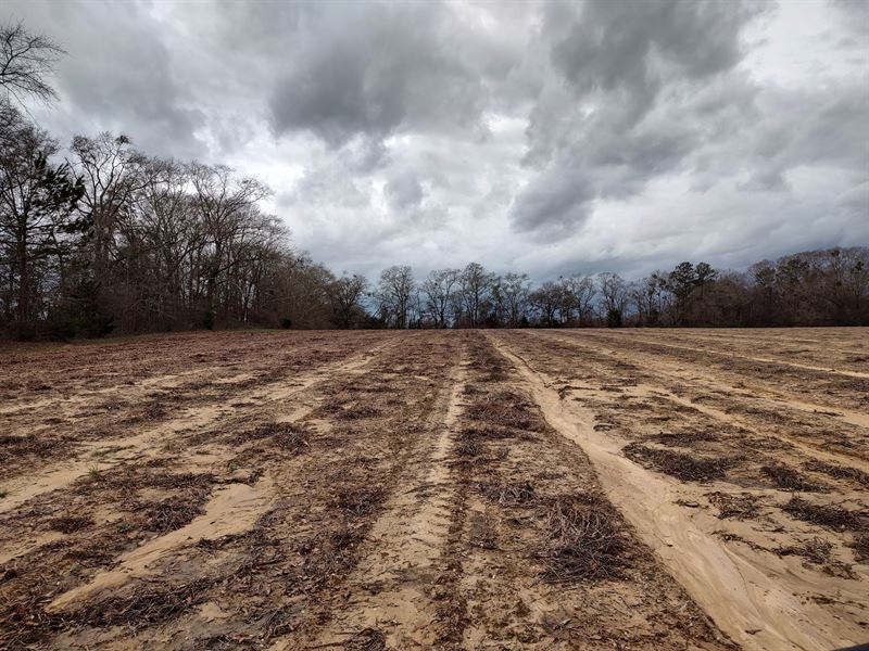 Hunter Road 12 Acres : Columbia : Houston County : Alabama