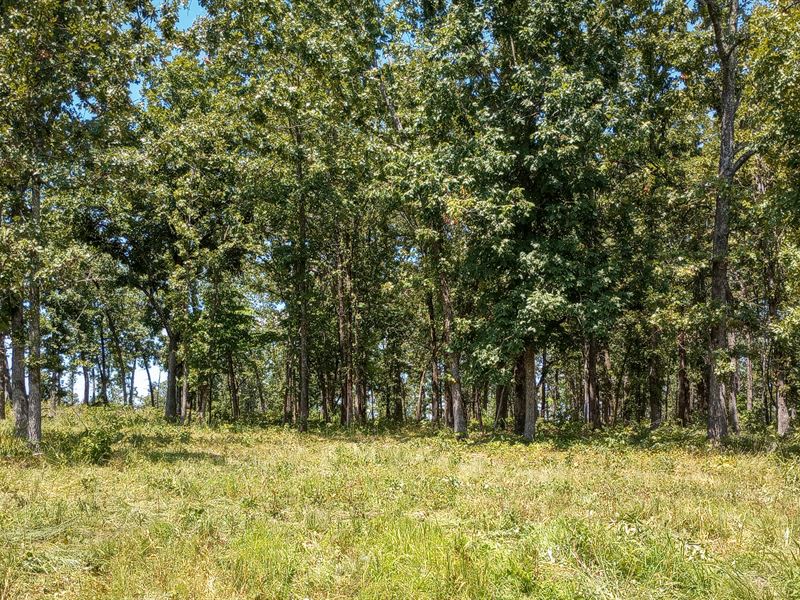 Secluded At The End Of The Easement : Mammoth Spring : Fulton County : Arkansas