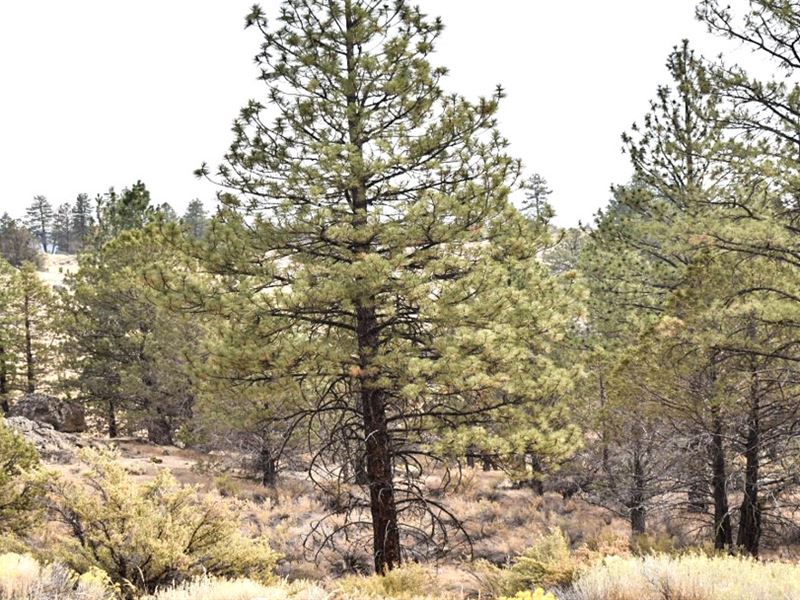 Beautiful Lot with Trees, Near Lake : Sprague River : Klamath County : Oregon