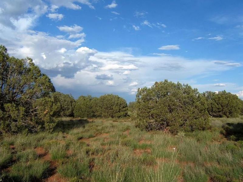 Escape to Paradise, 1.13 Acres : Snowflake : Navajo County : Arizona