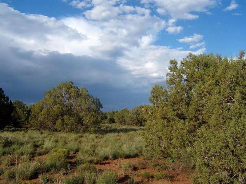 Escape to The High Desert, 1.14 Ac : Snowflake : Navajo County : Arizona