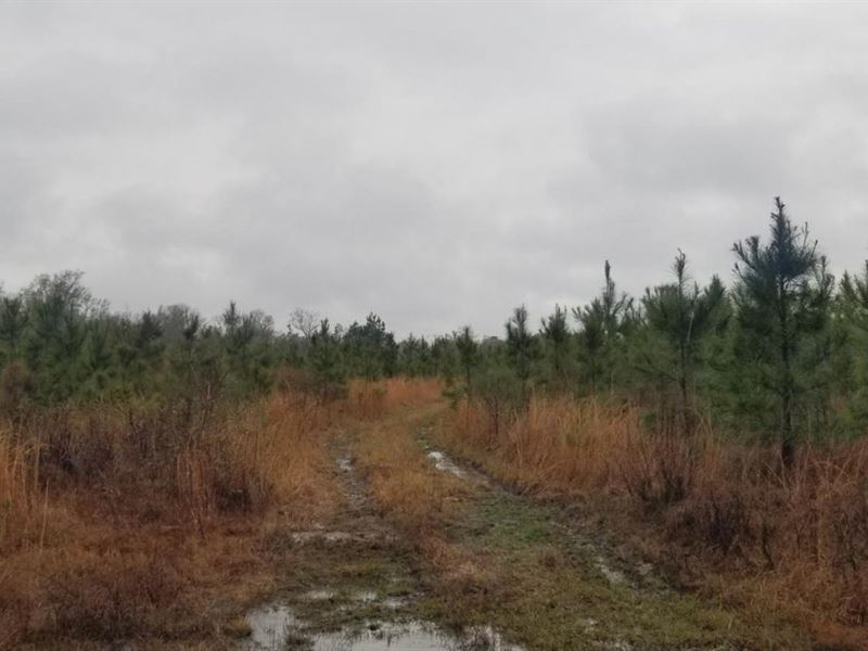 Fool River Road Timber and Hunting : Jena : La Salle Parish : Louisiana
