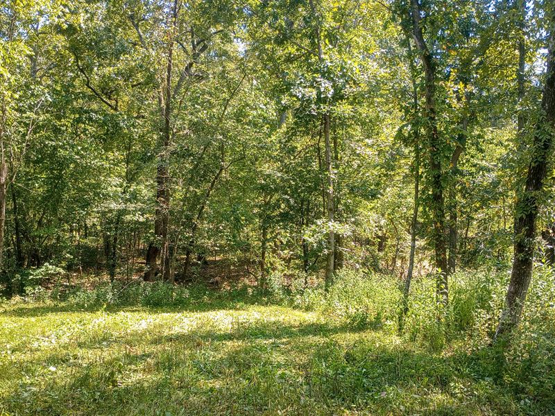 Exceptionally Large Level Clearing : Mammoth Spring : Fulton County : Arkansas