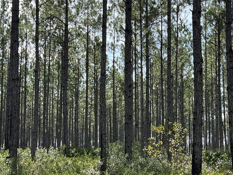 688 Acre Timber Investment Property : Waycross : Ware County : Georgia