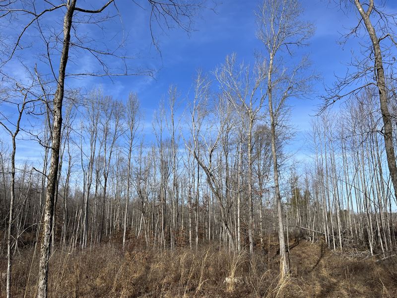 Haglersville Tract : Jackson : Henry County : Tennessee