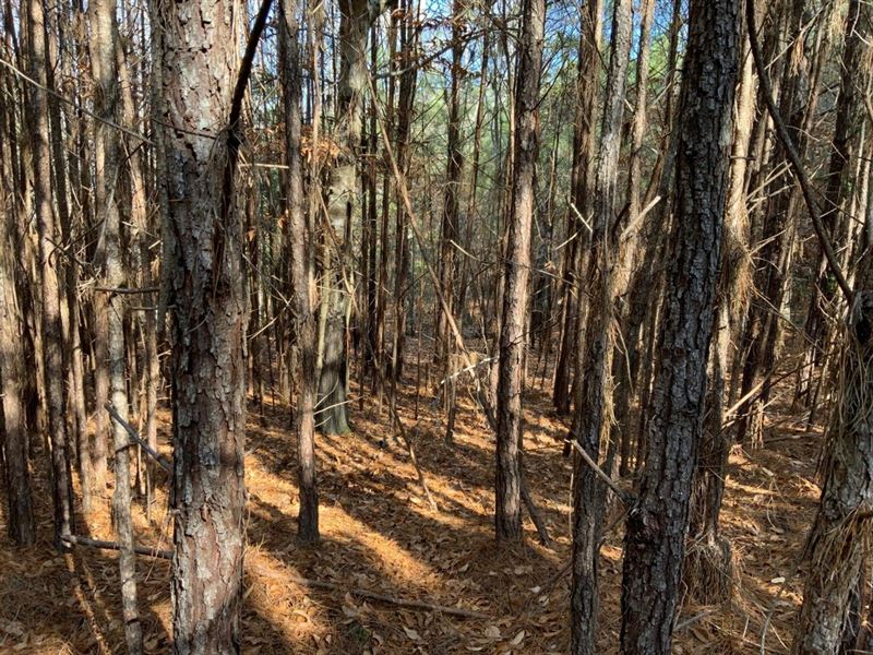 Grivette Road Tract, Caldwell Paris : Olla : Caldwell Parish : Louisiana
