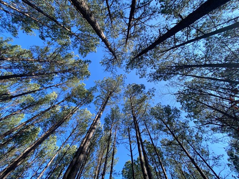 107 Acre Secluded Getaway in Lafaye : Thaxton : Lafayette County : Mississippi