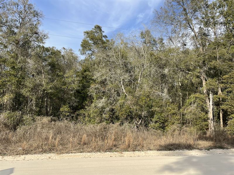 Beautiful Wooded Corner Lot : Wellborn : Suwannee County : Florida