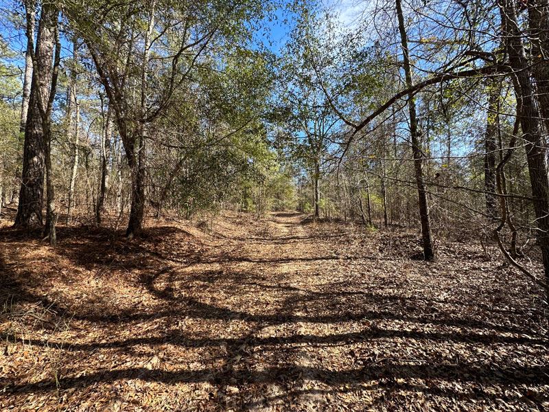 Price Reduced 138.636 Acres, Wooded : Hephzibah : Richmond County : Georgia