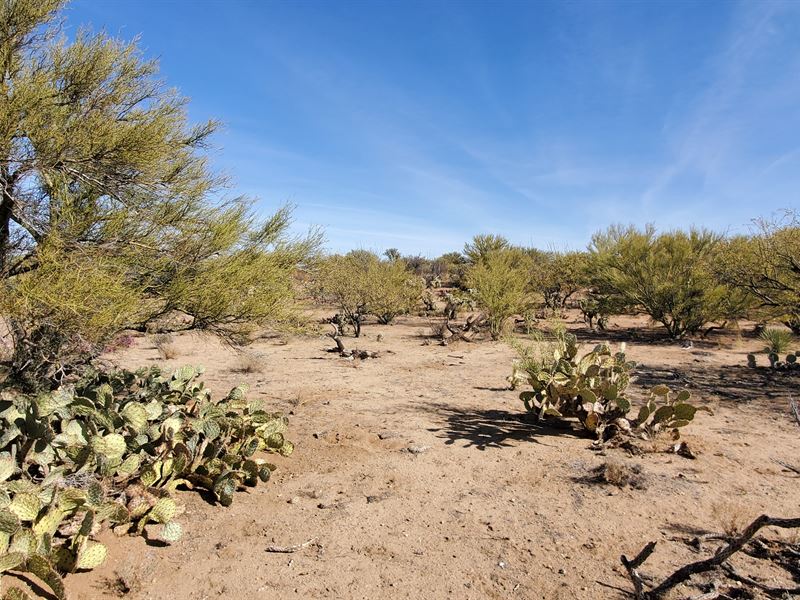 Playtime in Diamond Bell Ranches : Tucson : Pima County : Arizona