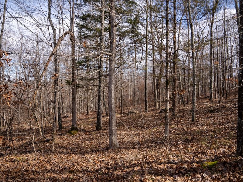 1.62 Acres Wooded with Power : Poplar Bluff : Butler County : Missouri
