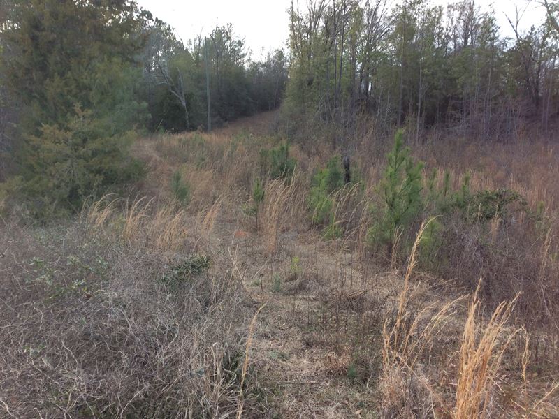 New Ebenezer Rd Tract : Lapine : Crenshaw County : Alabama