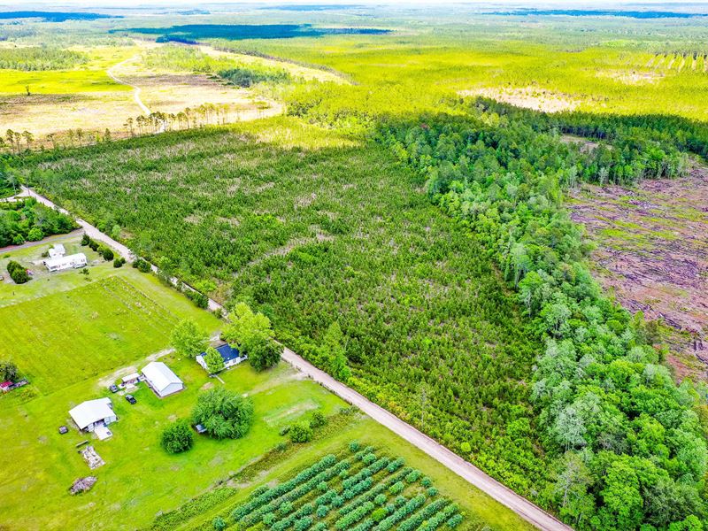 19.33 Acres of Country Lifestyle : Nahunta : Brantley County : Georgia