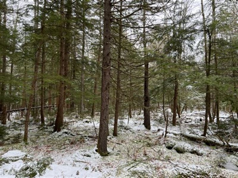 Pine Forest Near Oneida Lake : Camden : New York County : New York
