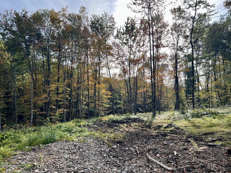 Near Mad River State Forest : Camden : Oneida County : New York