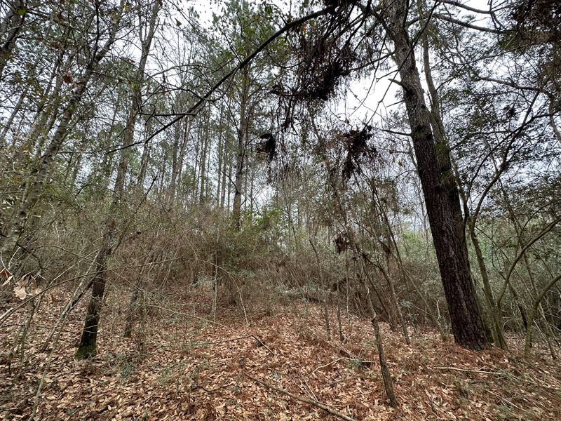 Weaver Place Road Tract : Opp : Covington County : Alabama