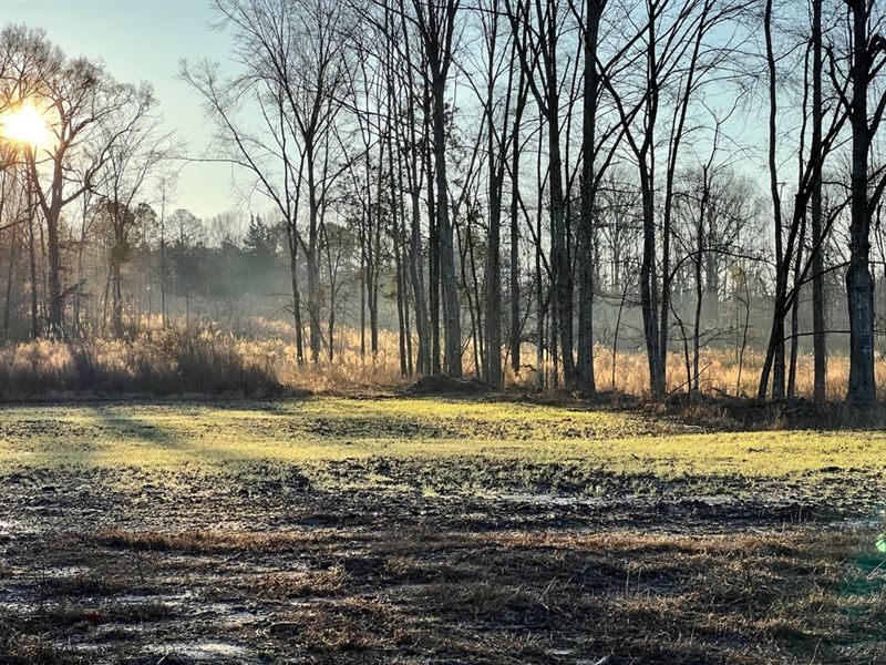 130 Acres in Claiborne County, MS : Hermanville : Claiborne County : Mississippi