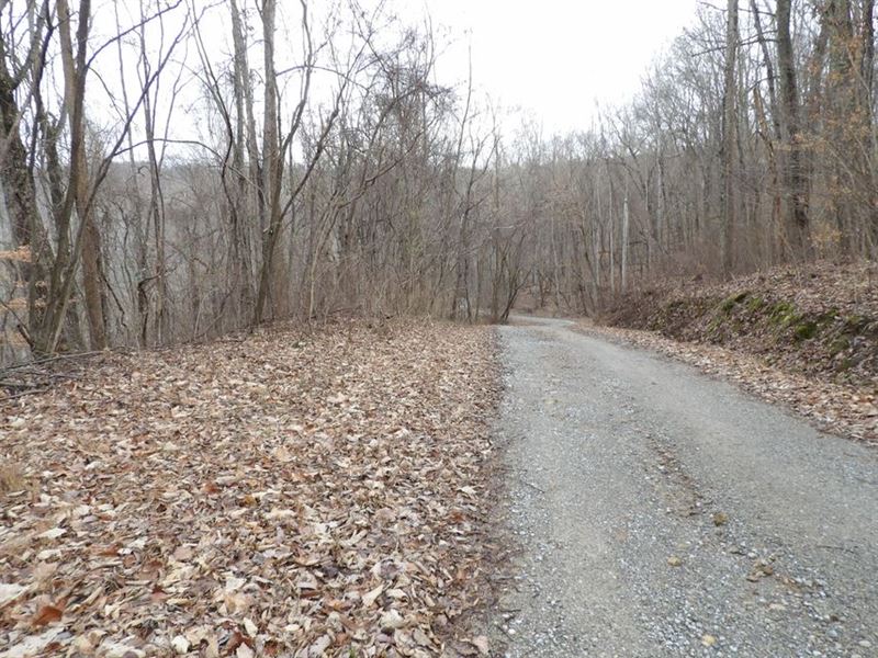 Wooded Lot, Level to Sloping : Pikeville : Bledsoe County : Tennessee