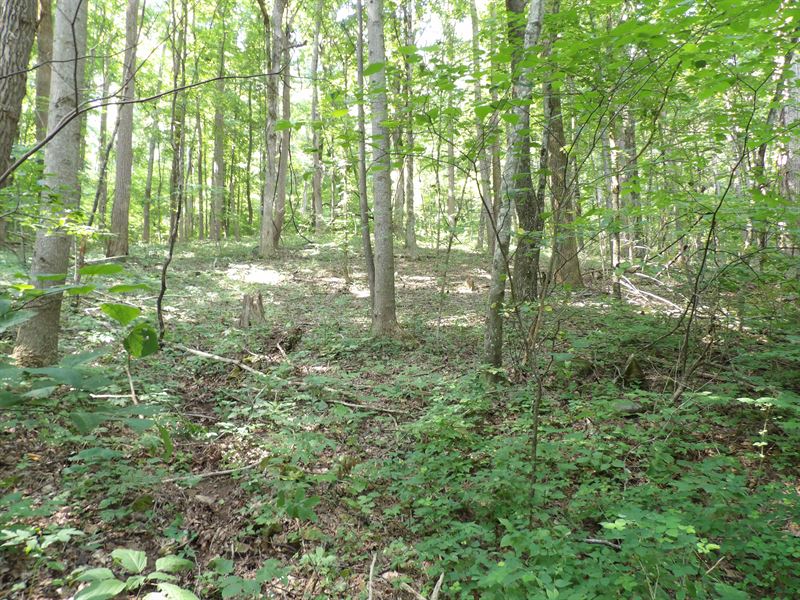Great Place for a Cabin : Pikeville : Bledsoe County : Tennessee