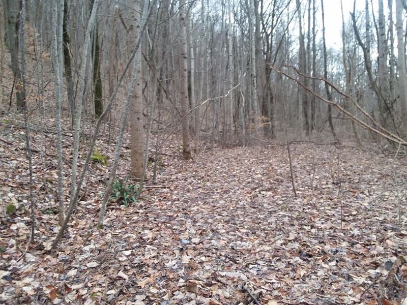 Just Outside of Town, Seasonal View : Pikeville : Bledsoe County : Tennessee