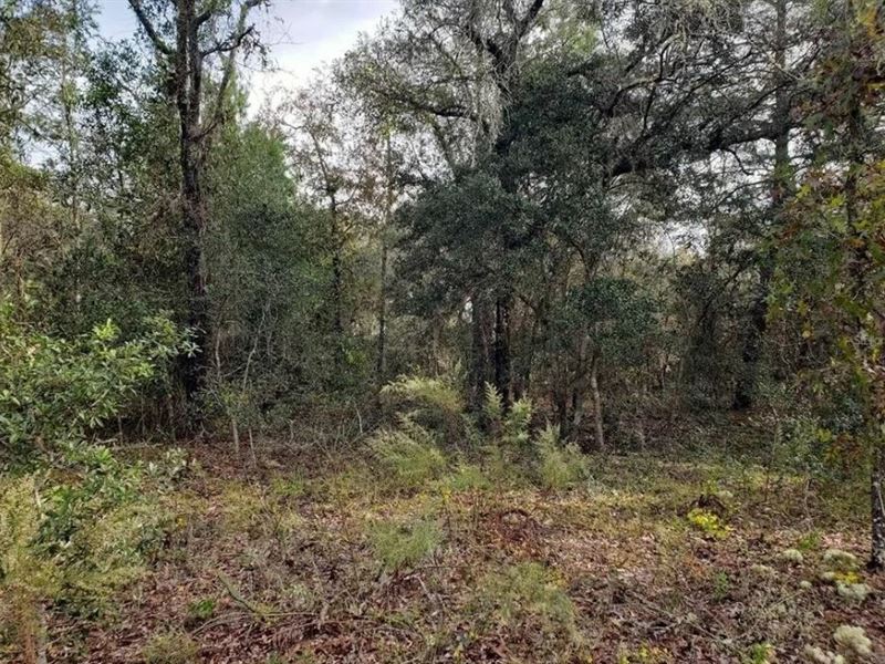 .25 Acre for Sale in Dunnellon, FL : Dunnellon : Levy County : Florida