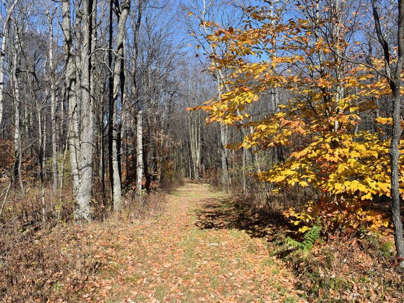 Whitetail Mecca : Andover : Steuben County : New York
