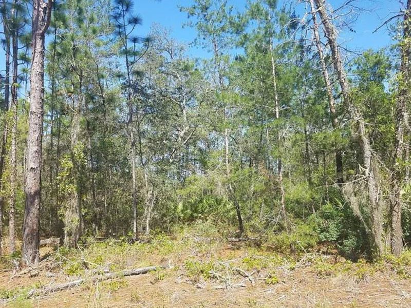 Owner Financed Land in Florida : Interlachen : Putnam County : Florida