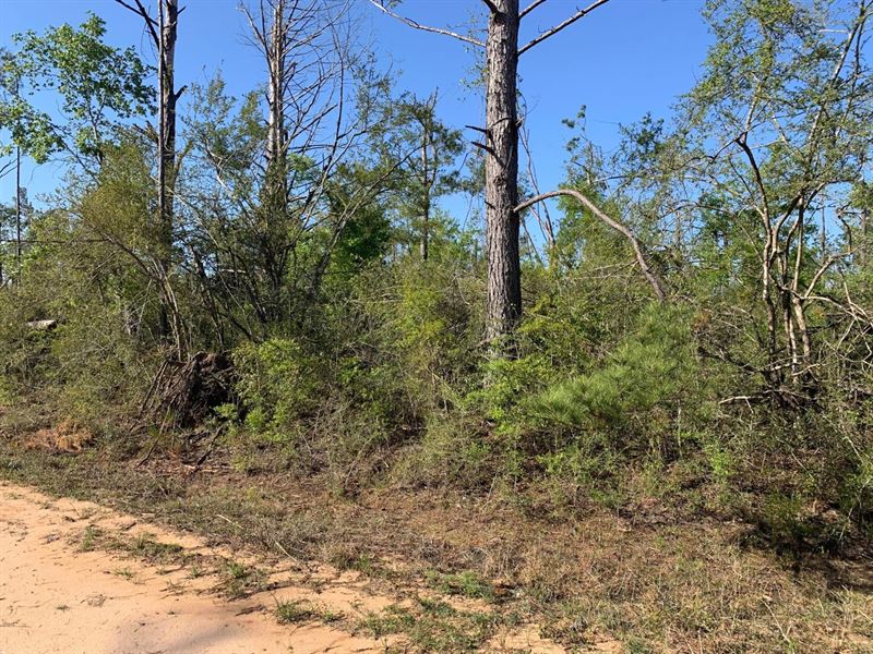Owner Financed Land in Florida : Alford : Jackson County : Florida