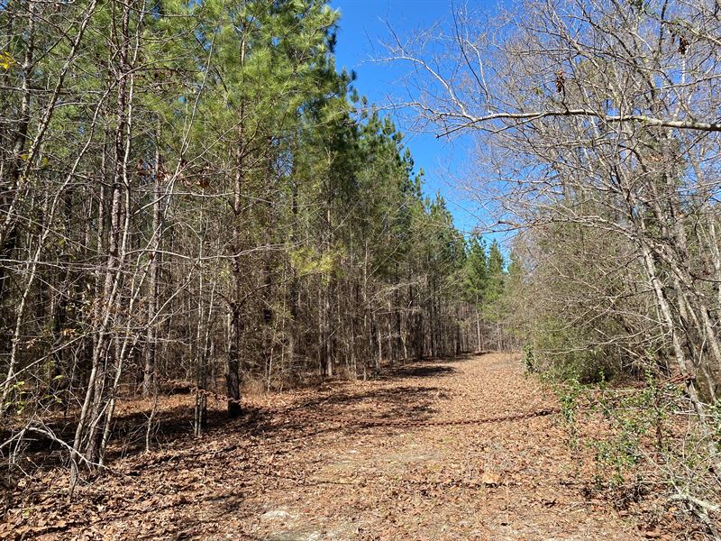 5 Acres of Pure Potential : Williston : Barnwell County : South Carolina